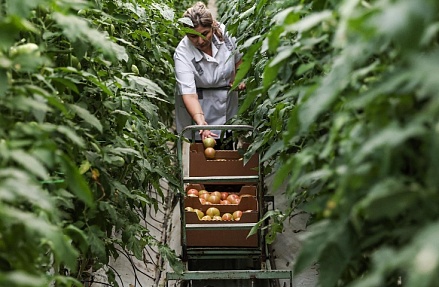 Органическим продуктам дадут дозреть