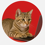 Очень умный котик